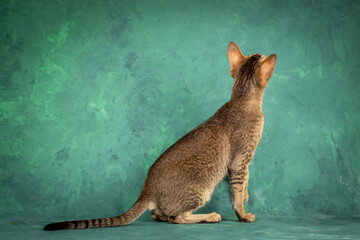 A teenage cat of the Oriental breed. Spotted tabby kitten posing beautifully on green background in studio