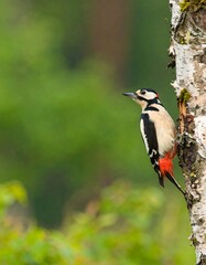 Fototapeta premium Woodpecker on birch tree