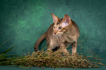 A teenage cat of the Oriental breed. Spotted tabby kitten posing beautifully on green background in studio