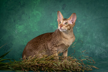 A teenage cat of the Oriental breed. Spotted tabby kitten posing beautifully on green background in studio