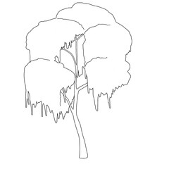tree elevation willow 08 © Gihimoni