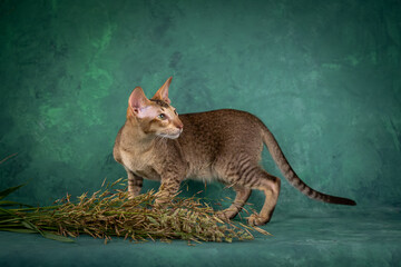 A teenage cat of the Oriental breed. Spotted tabby kitten posing beautifully on green background in studio