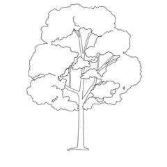 tree elevation elm 03