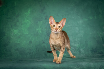 A teenage cat of the Oriental breed. Spotted tabby kitten posing beautifully on green background in studio