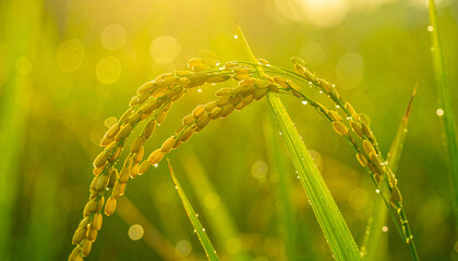 Golden Grain: Sun-kissed rice grains, heavy with the promise of harvest, arch gracefully against a blurred backdrop. A visual ode to agriculture and prosperity, imbued with warmth and bounty.
