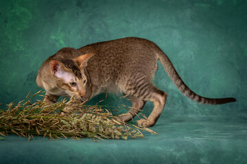 A teenage cat of the Oriental breed. Spotted tabby kitten posing beautifully on green background in studio