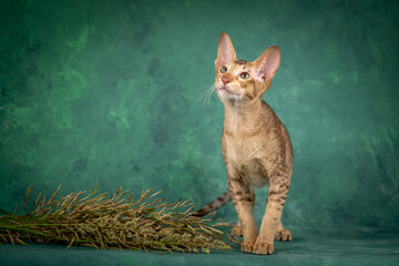 A teenage cat of the Oriental breed. Spotted tabby kitten posing beautifully on green background in studio