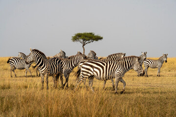 Herd of zebras grazing in the African savannah with a lone acacia tree in the background. A classic safari scene symbolizing wildlife, nature, and the beauty of Africa’s iconic striped animals.
