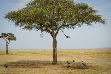 Fototapeta premium Large acacia tree in the African savannah with vultures and a marabou stork beneath, one bird in flight. A classic safari scene symbolizing wilderness, survival, and the raw beauty of nature.