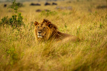 Male African lion resting in the tall golden grass of the savannah. A majestic Big Five predator captured during safari, symbolizing power, wilderness, and the raw beauty of African wildlife.