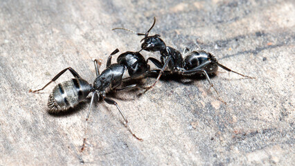 ant on the ground