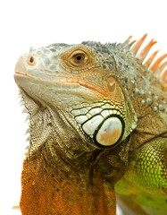 Obraz premium Close-up profile view of a vibrant green iguana, showcasing its intricate scales and varied colors, from light gray to deep green and orange, against a plain white background.