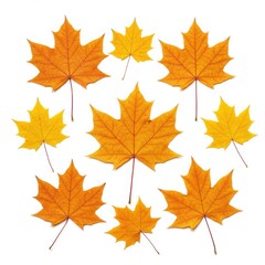 Collection of autumn maple leaves in vibrant yellow colors  
