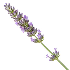 Fresh Lavender Sprig with Purple Blooms and Green Stem on Transparent Background

