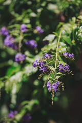 Beautiful purple flowers bloom amidst lush green foliage in a vibrant garden during a sunny afternoon showcasing nature's colors and textures