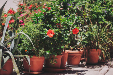 Colorful flowers bloom in terracotta pots in a sunlit garden during a vibrant afternoon