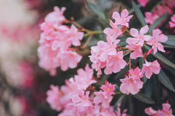 Vibrant cluster of pink oleander blossoms bursting with color in a sunlit garden during a warm afternoon in spring