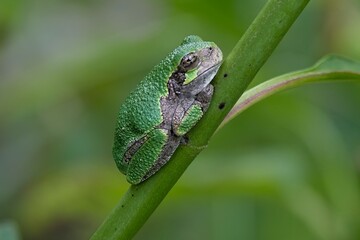 Cope's Gray Tree Frog - Dryophytes chrysoscelis - rests on the branch of a bush in a Michigan garden in late summer. 