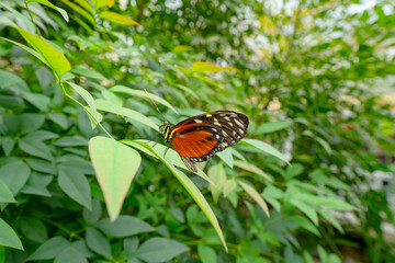 A vibrant butterfly with orange and black wings resting on fresh green leaves in nature.