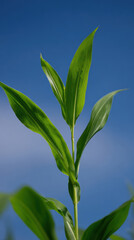 Obraz premium Young corn stalk with vibrant green leaves against clear blue sky