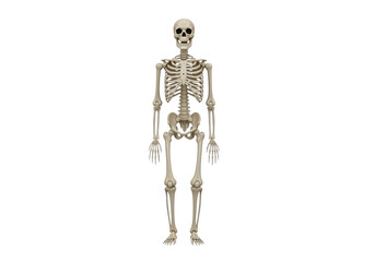 Human skeleton isolated on transparent background