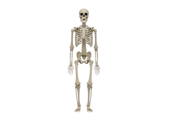 Human skeleton isolated on transparent background
