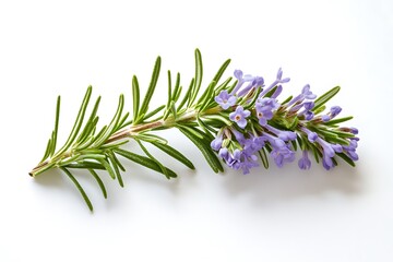 Naklejka premium Flowering rosemary sprig with purple blooms isolated on white background for culinary or medicinal use
