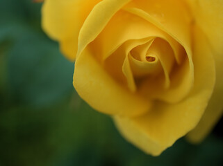 5月に美しく咲いた黄色のバラ「伊豆の踊り子（カルトドール）」