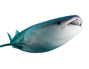 Angled Front View of Whale Shark Approaching, Mouth Partially Open, Isolated on Transparent Background