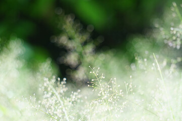 Beautiful nature view of green leaf on blurred greenery. Natural green leaves background, fresh wallpaper concept, among green leaves and other blossom blur background for text.	