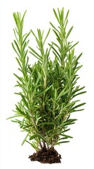 Fototapeta premium Stunning photo of rosemary, (Salvia rosmarinus, officinalis) plant set frontal bush herbaceous perennial plant isolated png on a white background perfectly cutout.