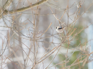 エナガの高画質な写真