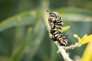 Caterpillar in on a leaf
