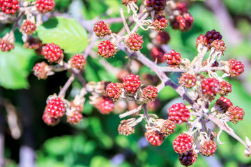 close up red berries