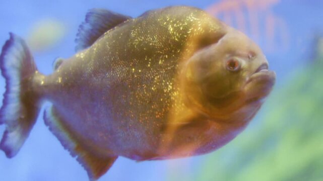 Close-Up of a Piranha with Shiny Silver Scales and Sharp Fins Swimming in Aquarium Water