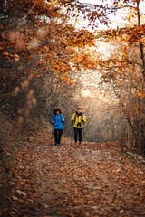 Obraz premium Hikers walking in forest during autumn using trekking poles
