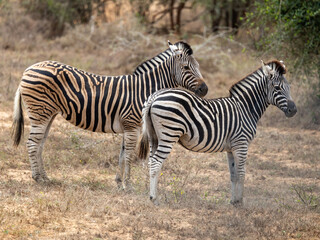 Zebra in Kissama National Park Angola Safari 
