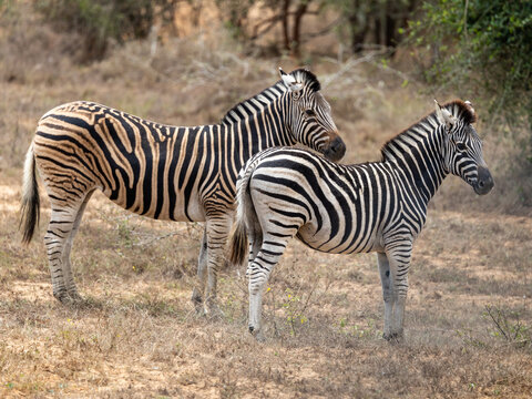 Zebra in Kissama National Park Angola Safari  - Powered by Adobe