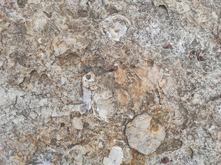 texture sandstone shell. historical fossils. Texture historical. texture archaeological. ancient texture © Andrii