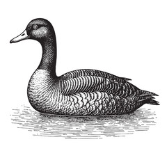 Duck vintage engraving