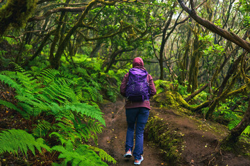 Obraz premium Hiker walking in Anaga laurisilva