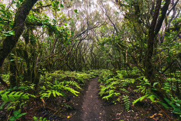 Obraz premium Hiking trail through Anaga laurel forest