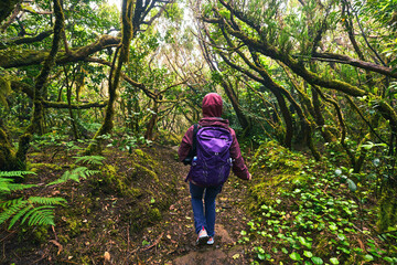 Hiker walking in Anaga laurisilva