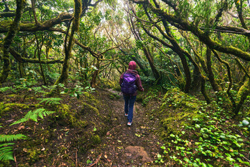 Fototapeta premium Hiker walking in Anaga laurisilva