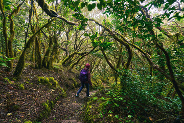 Fototapeta premium Hiker walking in Anaga laurisilva