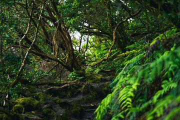 Laurisilva forest in Anaga