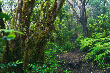 Hiking trail through Anaga laurel forest