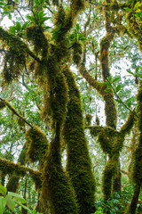 Mossy trees in laurisilva canopy