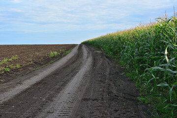 Dirt road through a cornfield on a sunny day with cloudy sky