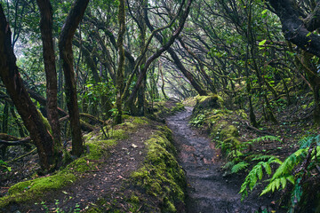 Hiking trail through Anaga laurel forest
